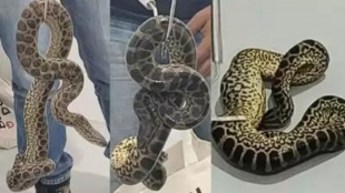  Man Arrested for Attempting to Smuggle 10 Yellow Anacondas in Check-in Bag at Bengaluru Airport