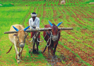 Farmers, the true sons of the Goan soil, have a crop of grievances