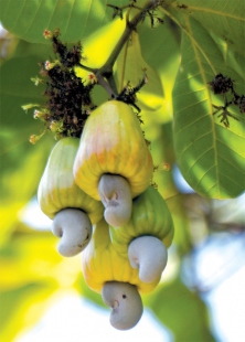 Enjoying the season of cashews with the right knowlegde
