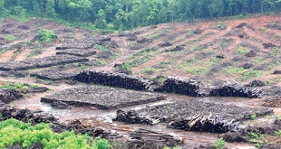 Green sees red: Goa Foundation tells SC that afforestation in  Mollem has ‘almost failed’