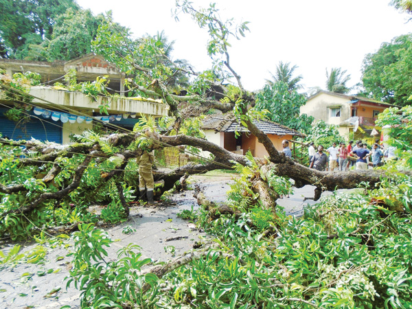Herald: Tree collapse disrupts traffic
