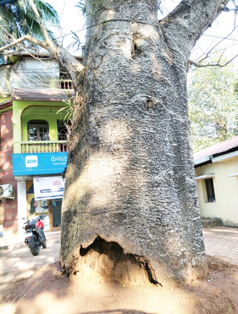 Portuguese-era Baobab tree treated  for infection