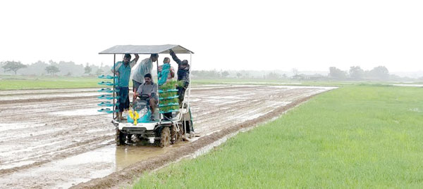 Paddy transplanting machine begins work; target 300 hectares in South 