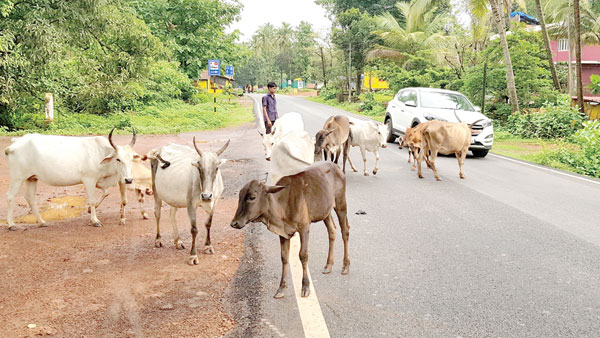 Stray cattle a danger to lives 