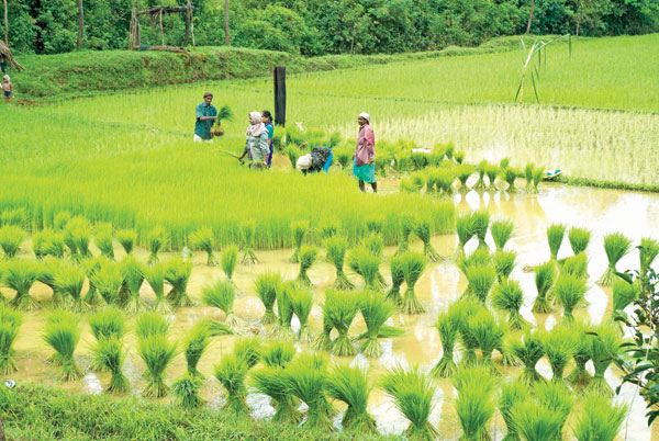 Herald: 'Goa requires a bottom to top approach for farming policies'