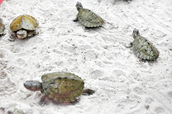Govt plans project to protect turtles