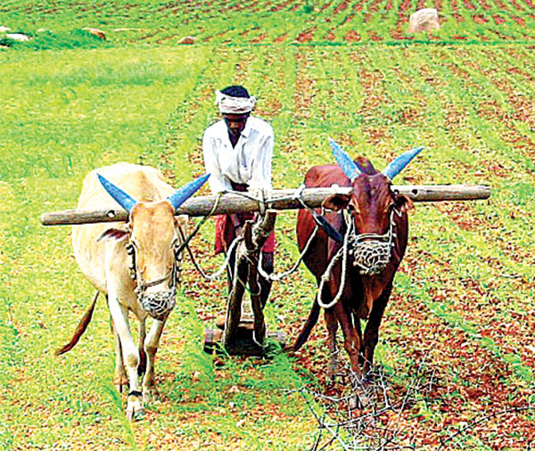 The road to boosting  Goa's economy runs  through agriculture