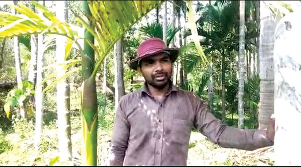 To deal with shortage of coconut pluckers, a Ponda farmer is showing others the solution by 'climbing up'