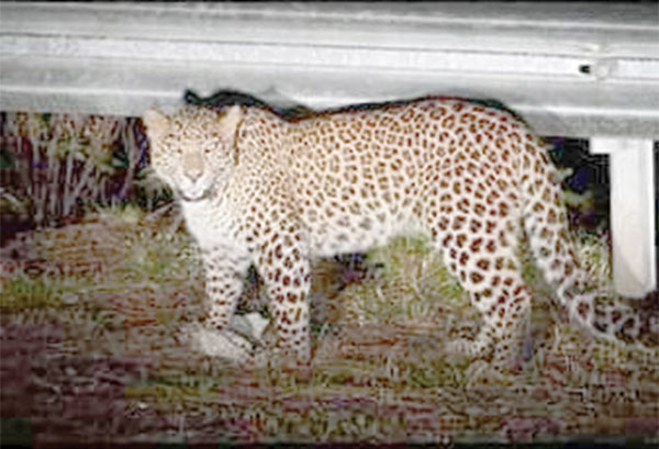 Leopard spotted along Vasco-Verna stretch
