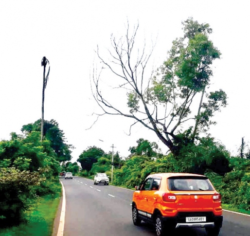 Trees pose danger to commuters at Cuncolim