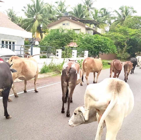 Cattle menace on Mapusa and Siolim roads