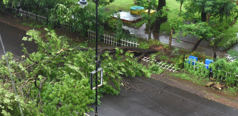 Tree uproots in city, traffic diverted