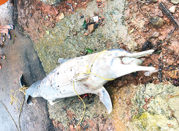 Dolphin found dead on Colomb Beach