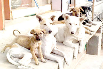 GOACAN urges South Collector for action plan to tackle dog bite menace