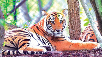 Herald: Number of tigers in Goa decline in four years
