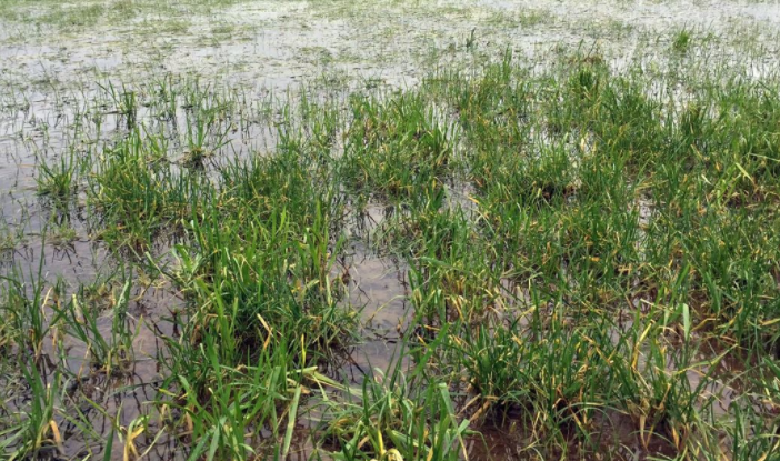 Fields in Nachinola waterlogged