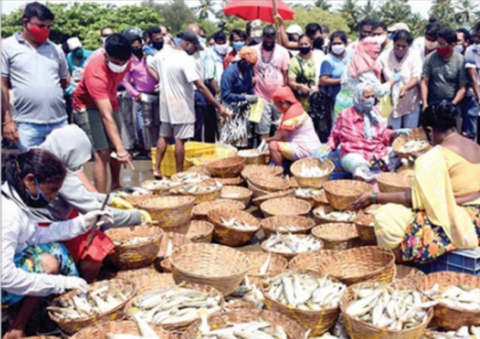 Collector acts tough, says fish sales only if norms followed