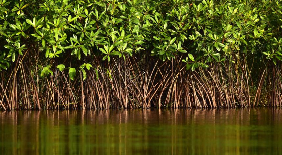 Panels formed for preparing management plans on Khazan lands, mangroves & fishing community in CRZ areas