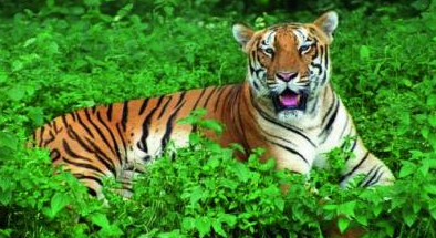 Would a tiger reserve protect the forests of Goa?