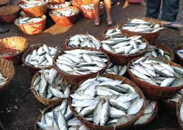 Rampant unauthorised, unregulated retail fish sale needs to stop: SGPDA fish market retailers