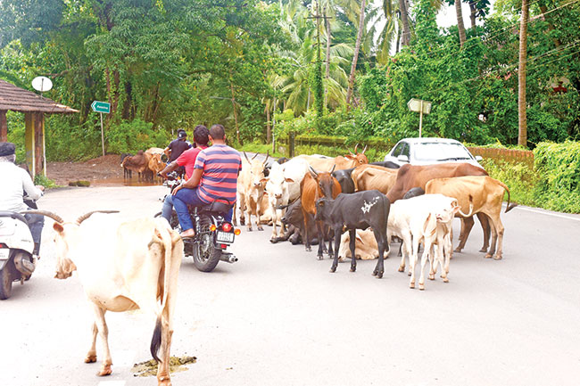 Herald: Goa to set up Cattle Sanctuaries in both districts