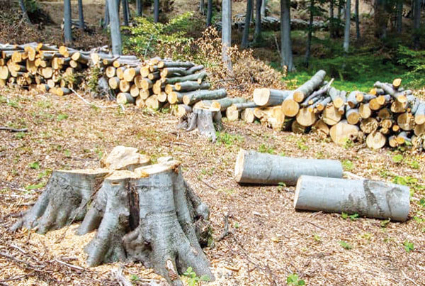 Spotted illegal tree-felling? Report it via an app 
