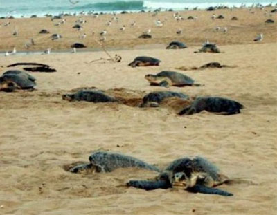 NGT bans all types of structures at turtle nesting sites