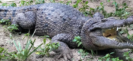 Forest Dept   rescues   crocodile