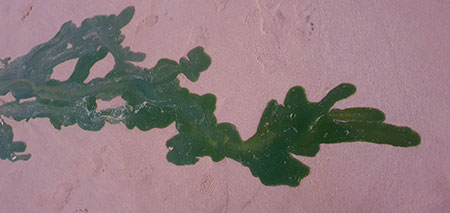 Algal bloom, jelly fish keep tourists  away from Canacona beaches 