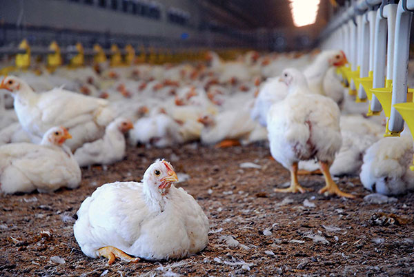 Live poultry import permitted with certain restrictions