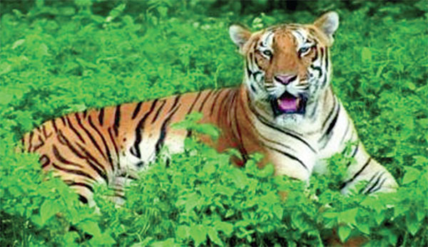 On Wildlife Day, Goans want the human conscience to be protected