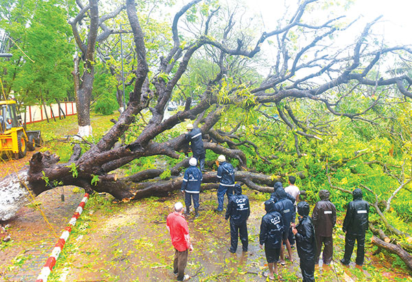 Cyclone Tauktae claims 2 lives; over 500 trees uprooted; several houses damaged