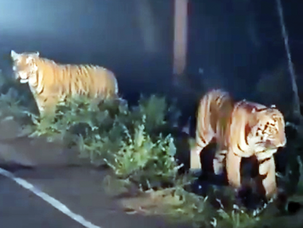 Tiger footage could boost  Save Mollem movement