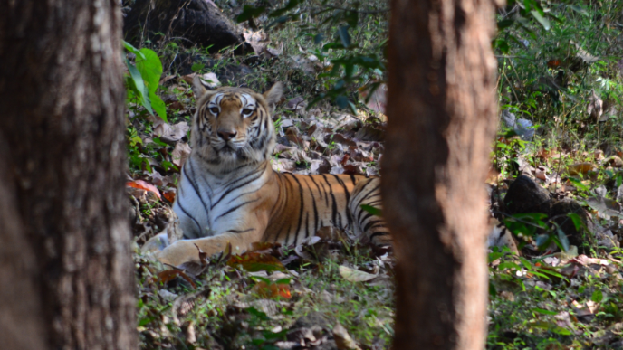 Herald: Bondla Zoo awaits tiger pair from Madhya Pradesh