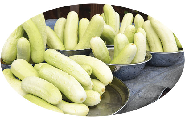 Production curve of curvy  Goan cucumbers slides
