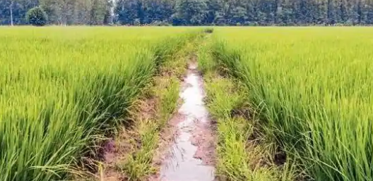 Chinchinim locals want govt to  restore water bodies, agri land