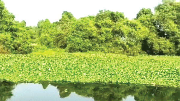 Weeds hampering fishing activities in Moira  River, cry fishermen