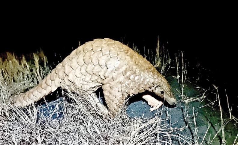 Herald: Forest Dept, wildlife rescuers save injured Indian Pangolin found  floating in river near Rachol