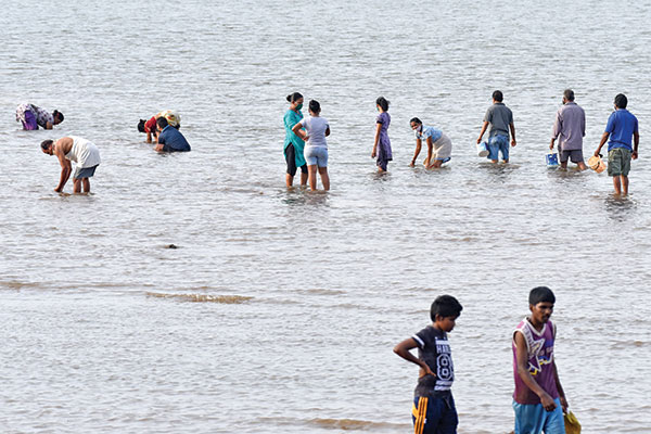 Goa losing its shellfish delicacy
