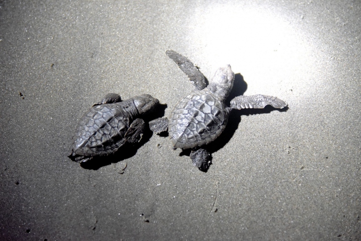 A forest guard is delaying releasing Olive Ridley turtles to show them to tourists first