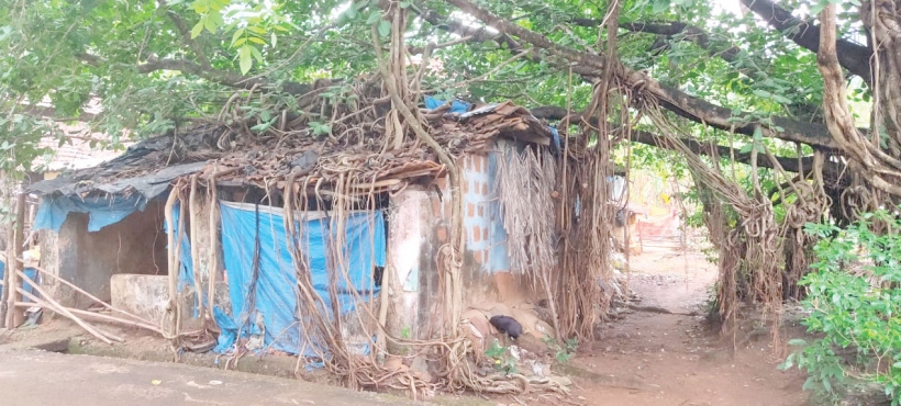Mauxikar family lives in fear of  overgrown banyan tree 