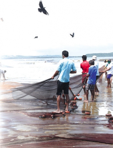 It’s official: There’s a steady decline in Goa’s fish catch