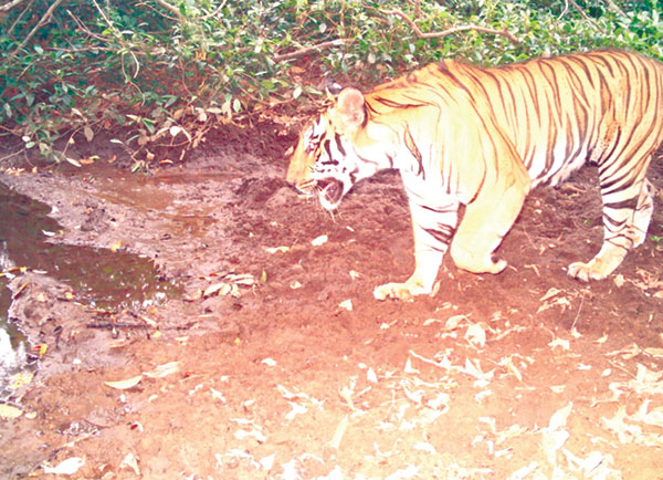 Census data sent to Wildlife Institute of India to ascertain number of tigers