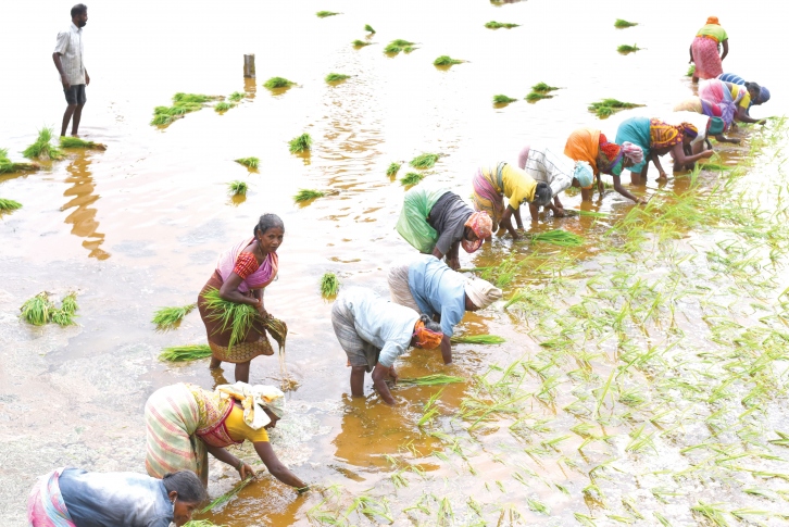 Salcete, Mormugao leading the way in agriculture