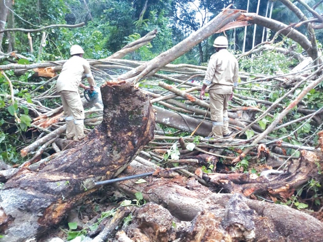 Falling tree kills woman returning from polling booth