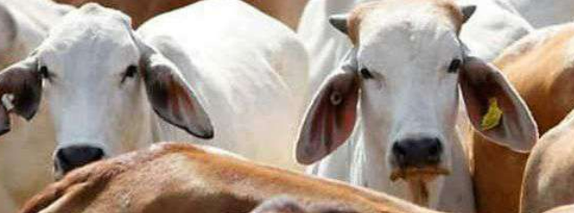 2 calves infected with suspected Lumpy Skin Disease found  at Dharbandora