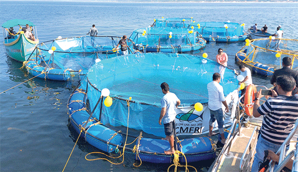 Herald: First open sea cage culture farm set up at Candolim