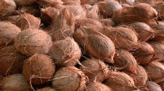 Going nuts: Dwindling demand for Goan coconuts, future bleak for Sattari farmers