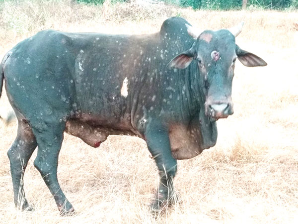 Herald: Ban imposed on import of cattle into South Goa to prevent spread of  Lumpy Skin Disease