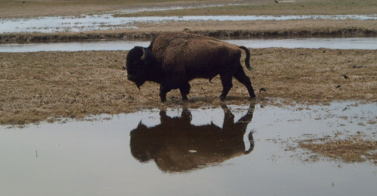 Sightings of bison, wild boar in Molcornem village on the rise